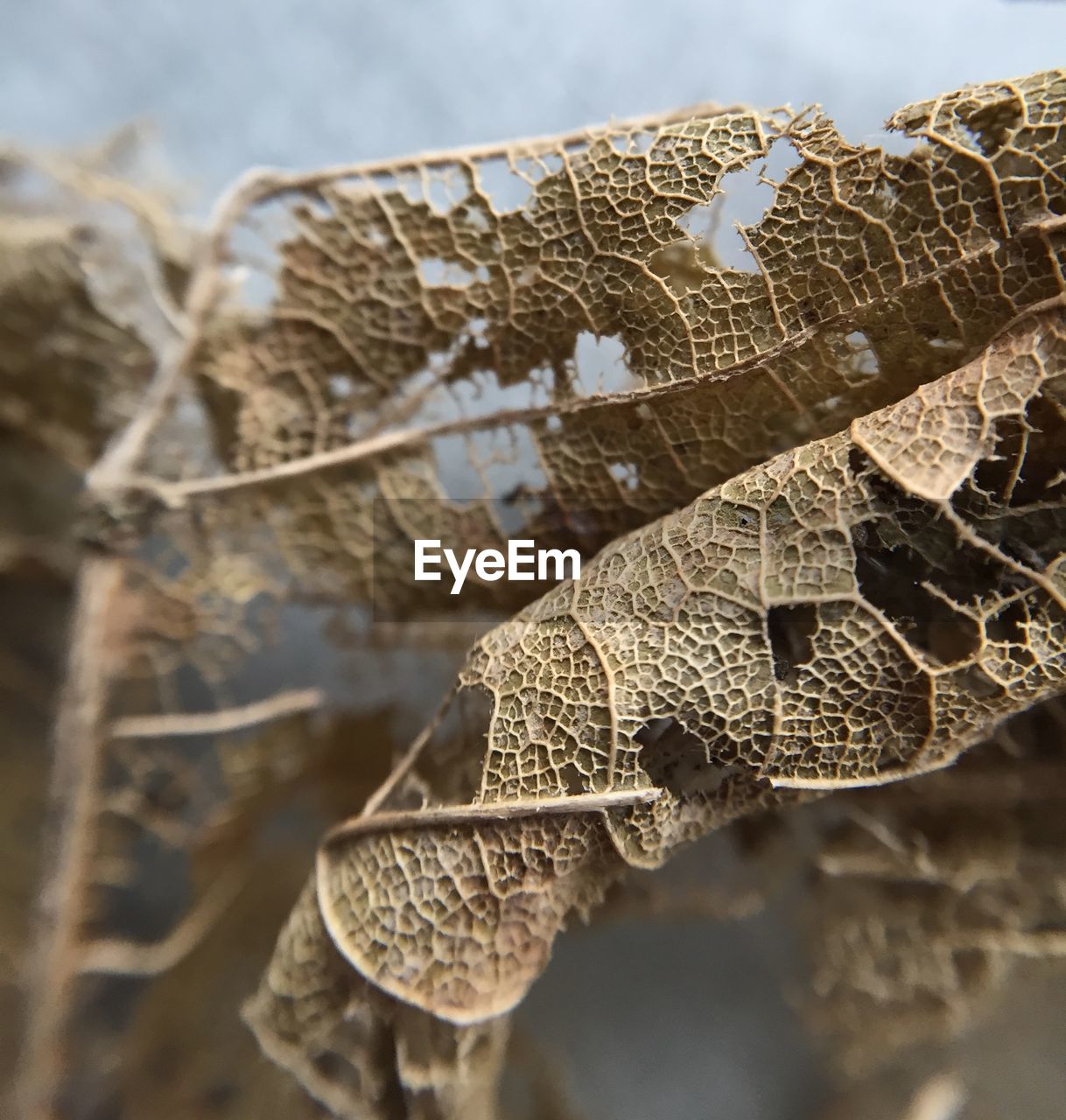 Close-up of dry leaves