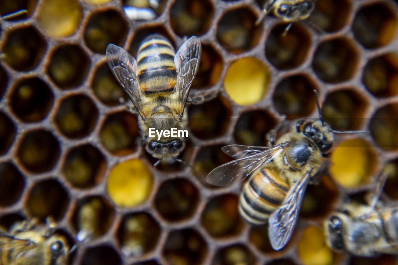 CLOSE-UP OF BEE ON WATER DROPS