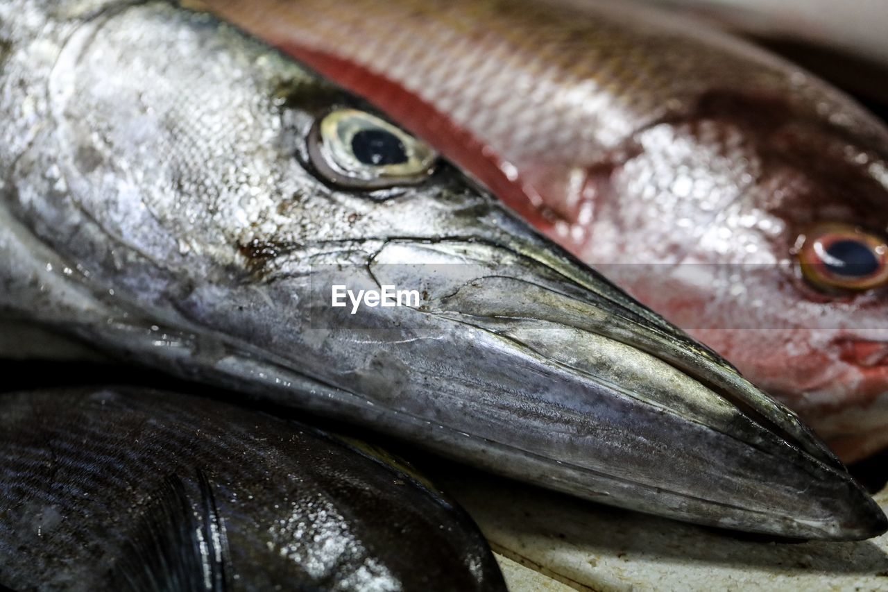 Close-up of fish for sale in market