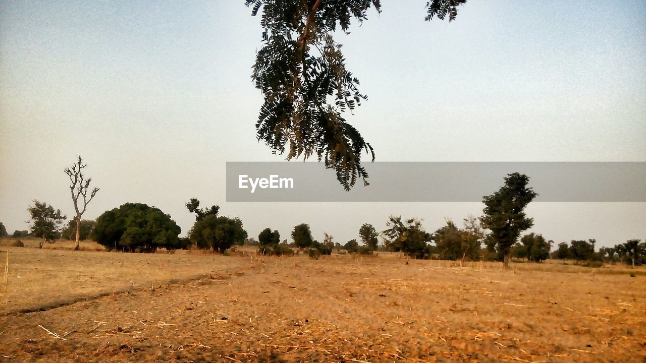 TREES ON FIELD AGAINST SKY