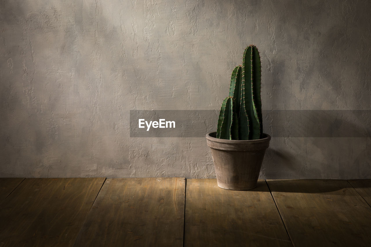 Potted cactus on wooden floor