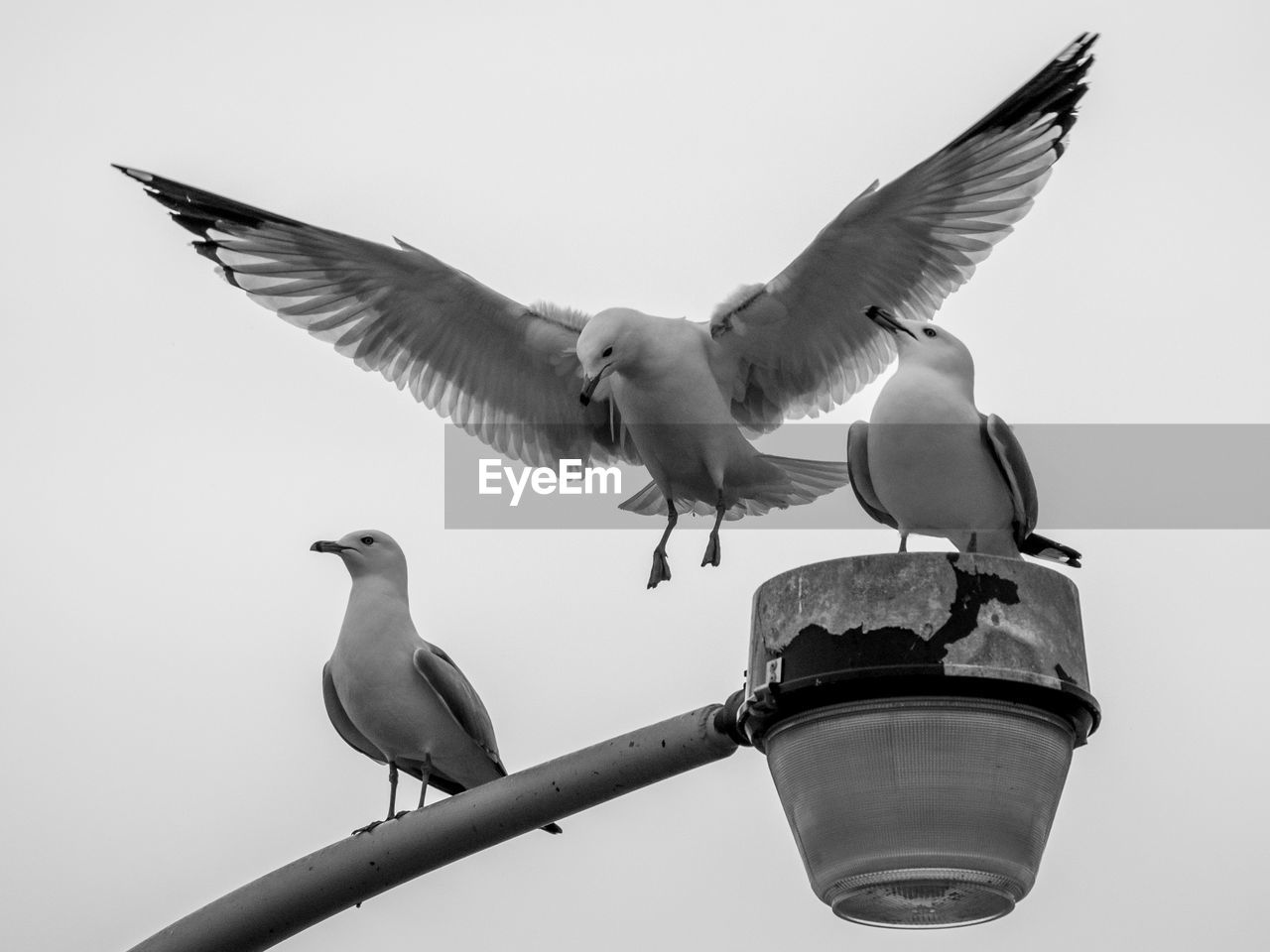 Low angle view of seagulls perching on street light against clear sky