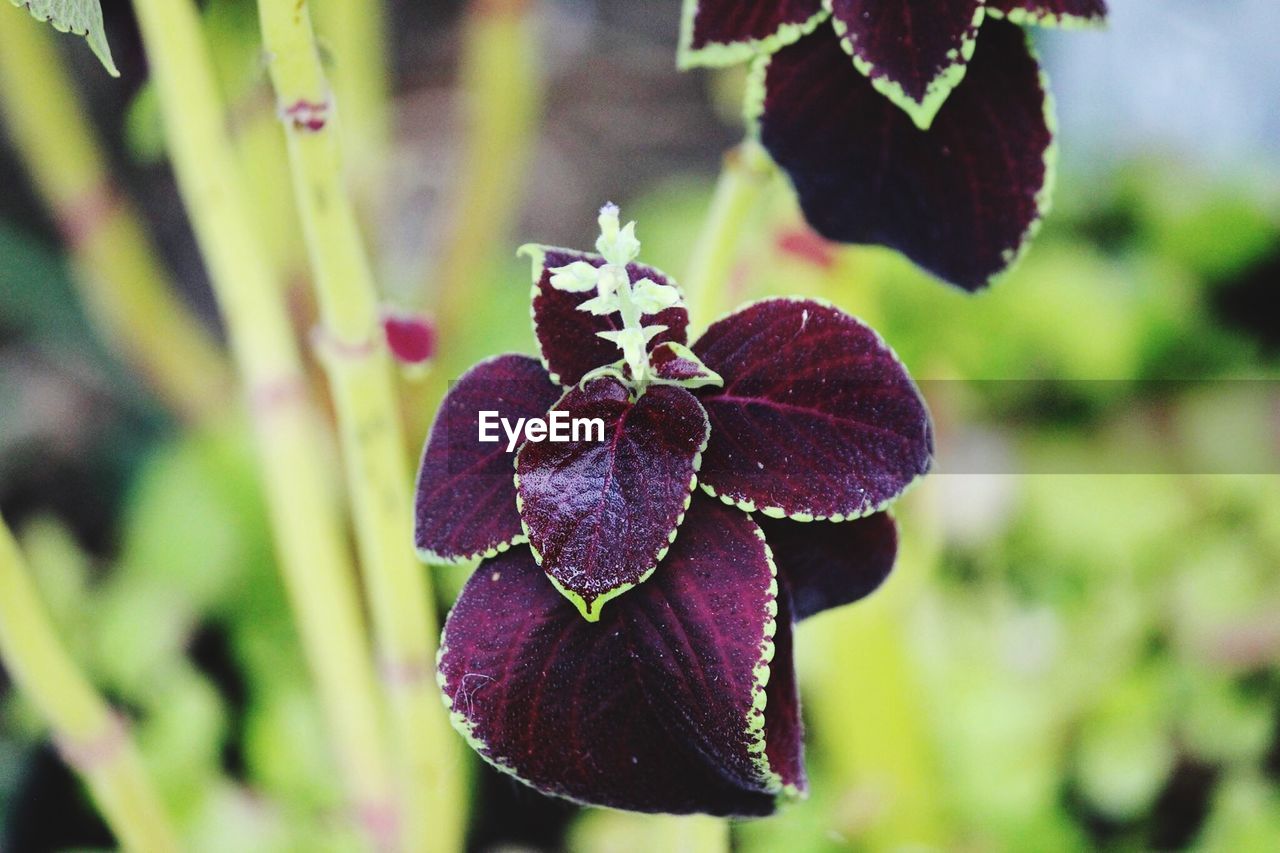 Close-up of leaves