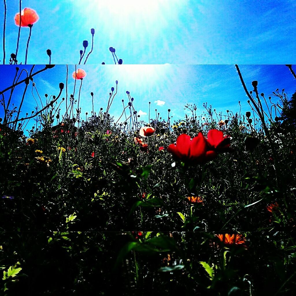 CLOSE UP OF FLOWERS