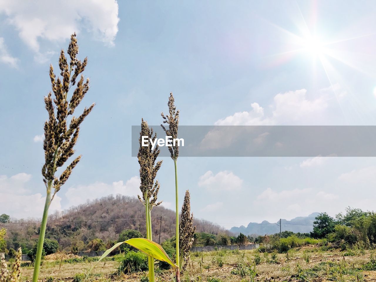 PLANTS GROWING ON LAND AGAINST SKY