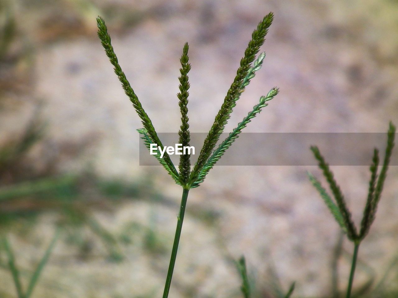 CLOSE-UP OF PLANTS