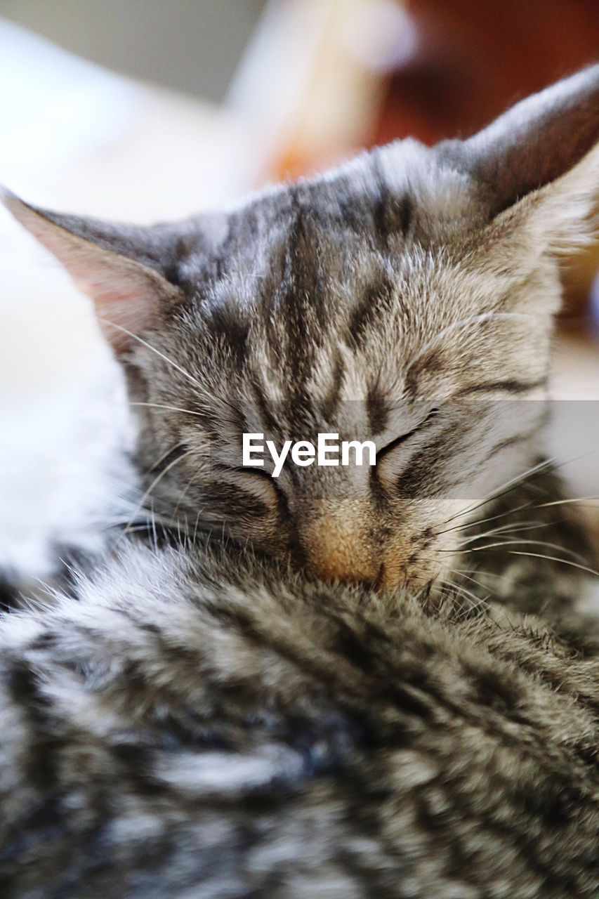 Kitten with closed eyes is washing his fur