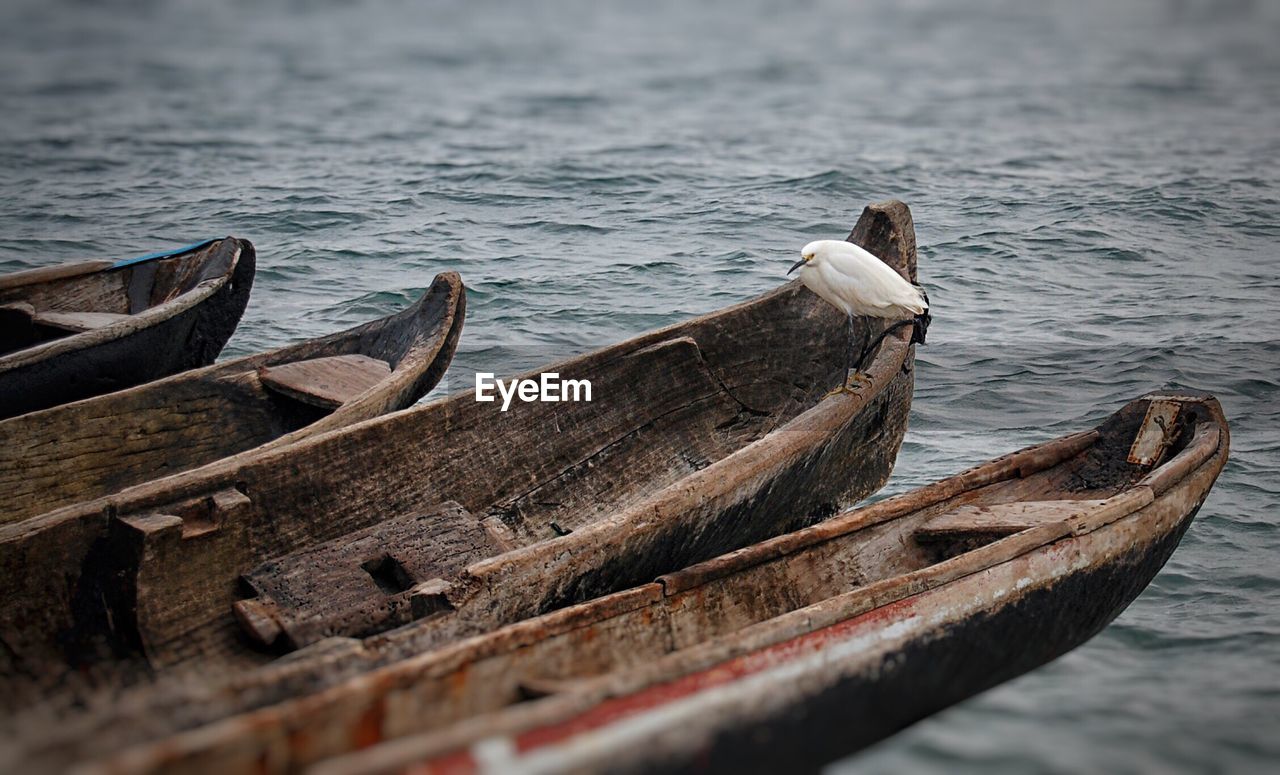 Egret perching on boat in lake