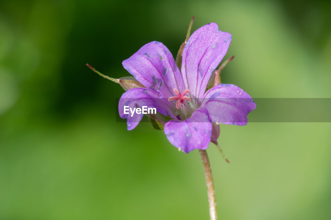 Macro shot of a small flowered cranesbill 