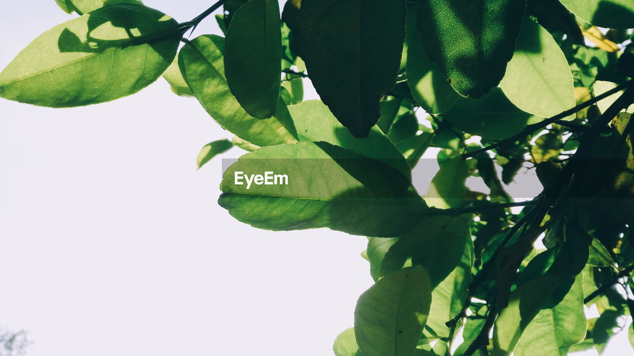 Close-up of green leaves growing outdoors