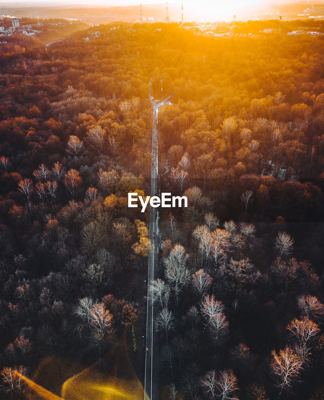 TREES IN FOREST DURING SUNSET