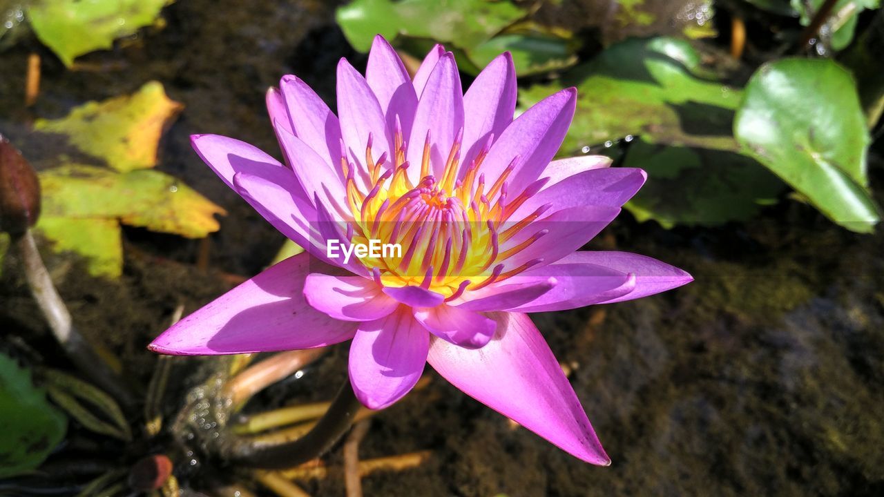 High angle view of purple lotus water lily blooming on sunny day