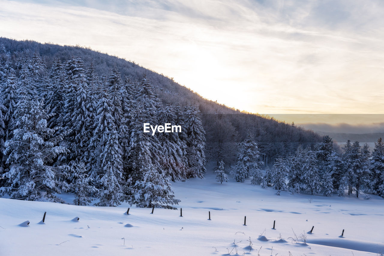 Forest pine trees in winter covered with snow in evening sunligh
