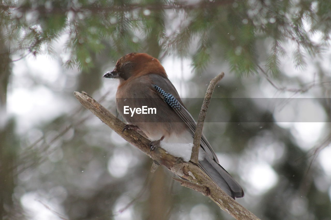 Close-up of bird perching on branch