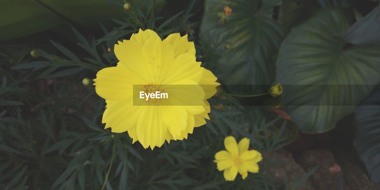 CLOSE-UP OF YELLOW FLOWER ON PLANT