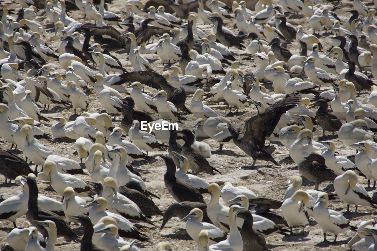 High angle view of birds