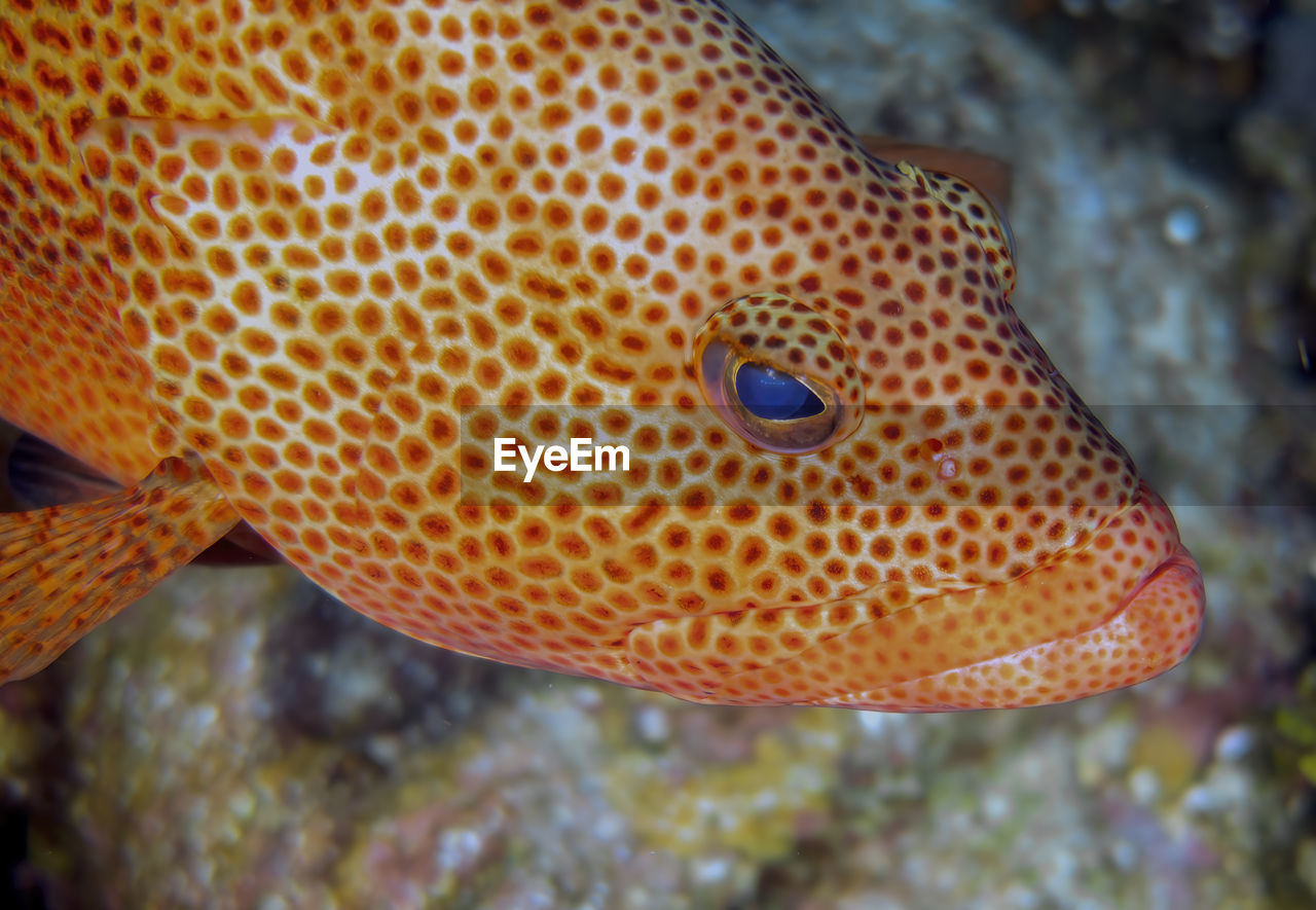 A large red hind - epinephelus guttatus - in cozumel, mexico