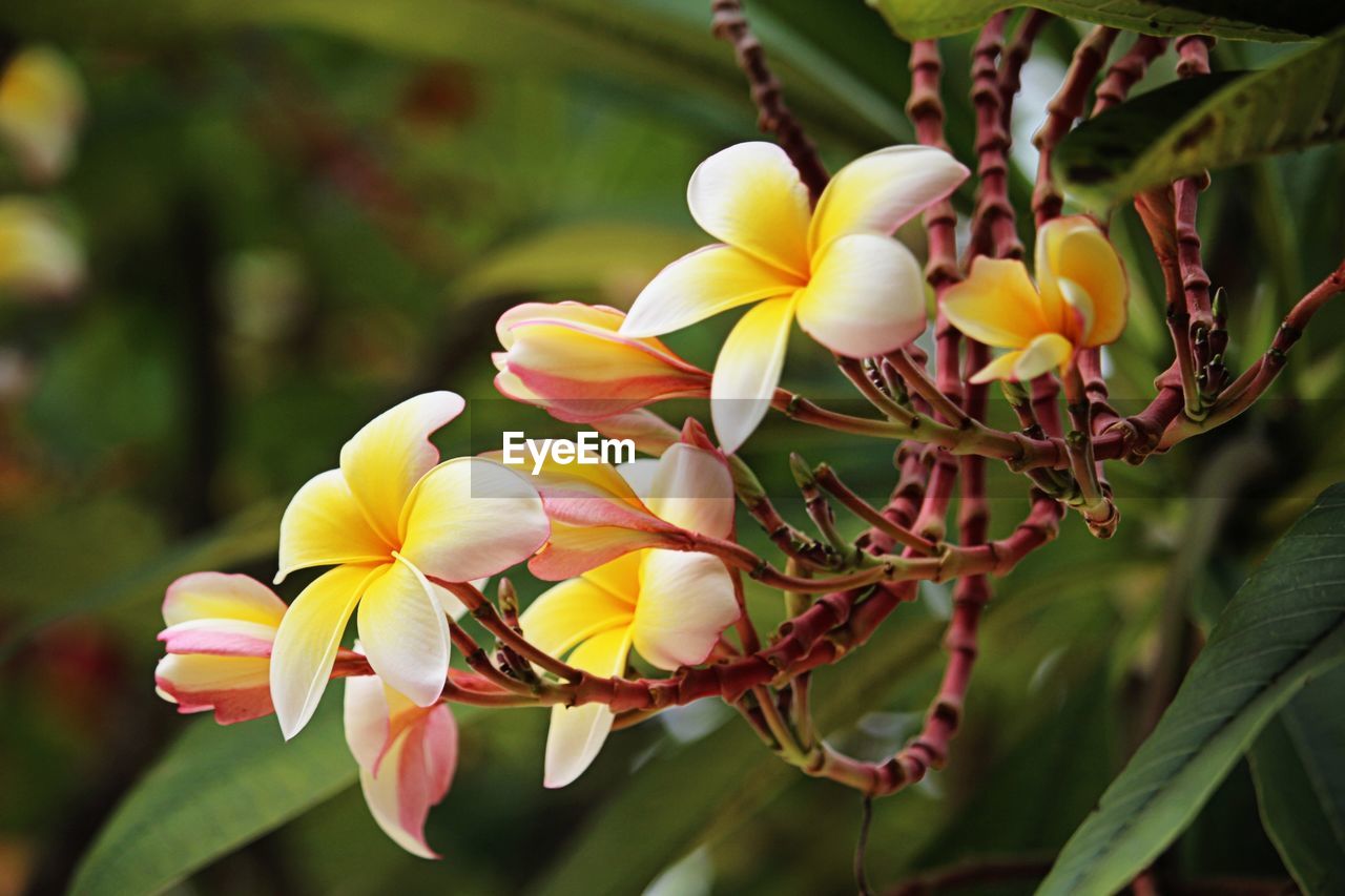CLOSE-UP OF YELLOW FLOWERING PLANT IN SPRING
