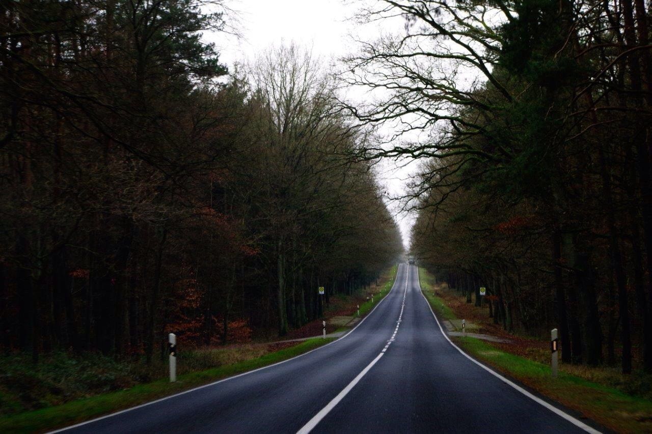 Country road along trees