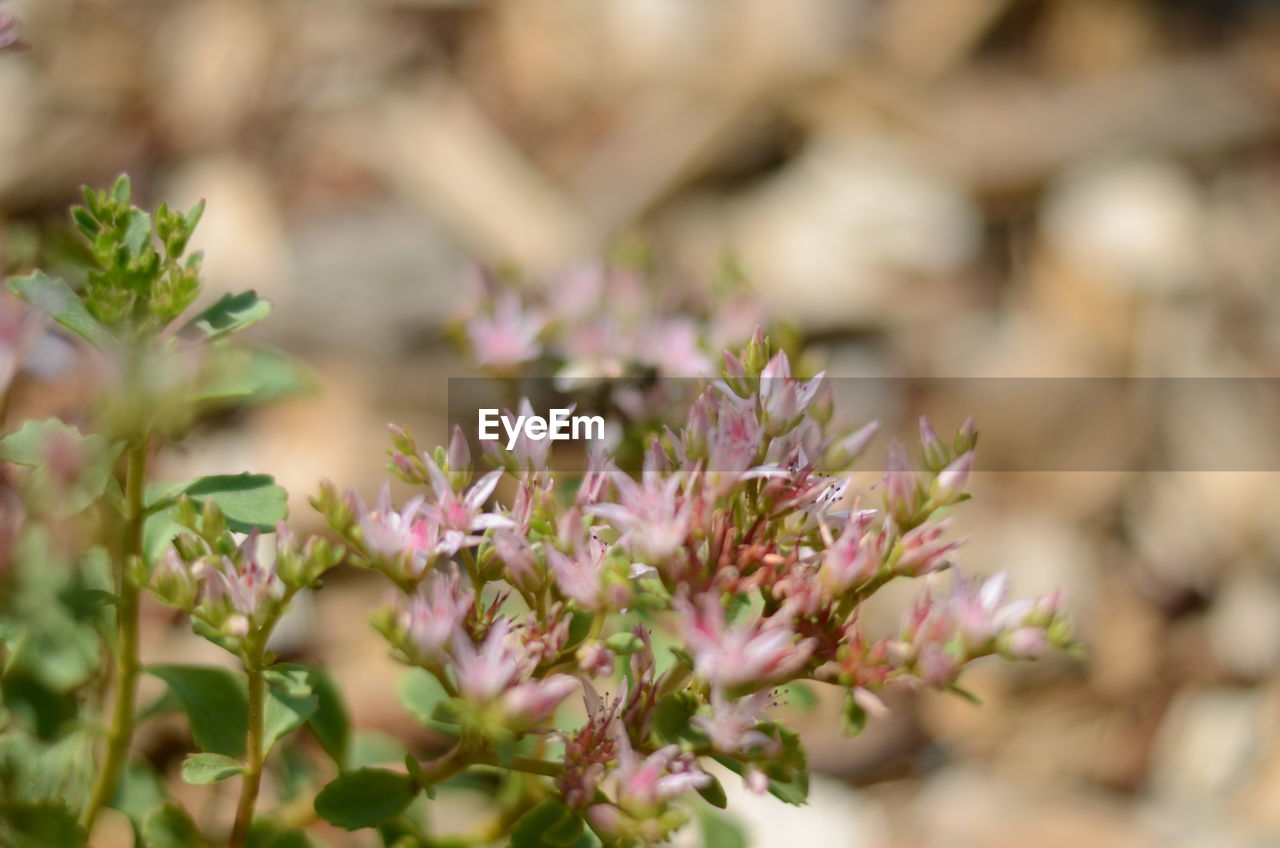 CLOSE-UP OF FLOWERING PLANT