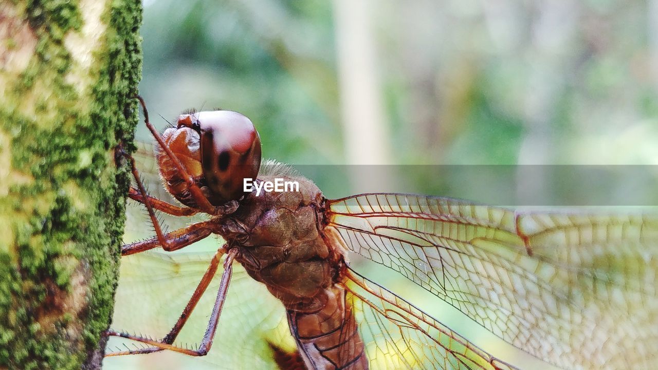 CLOSE-UP OF INSECT ON STEM