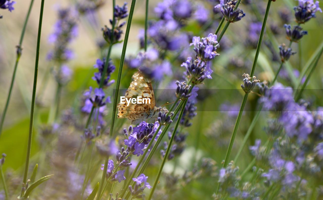 Close-up of butterfly on purple flowers