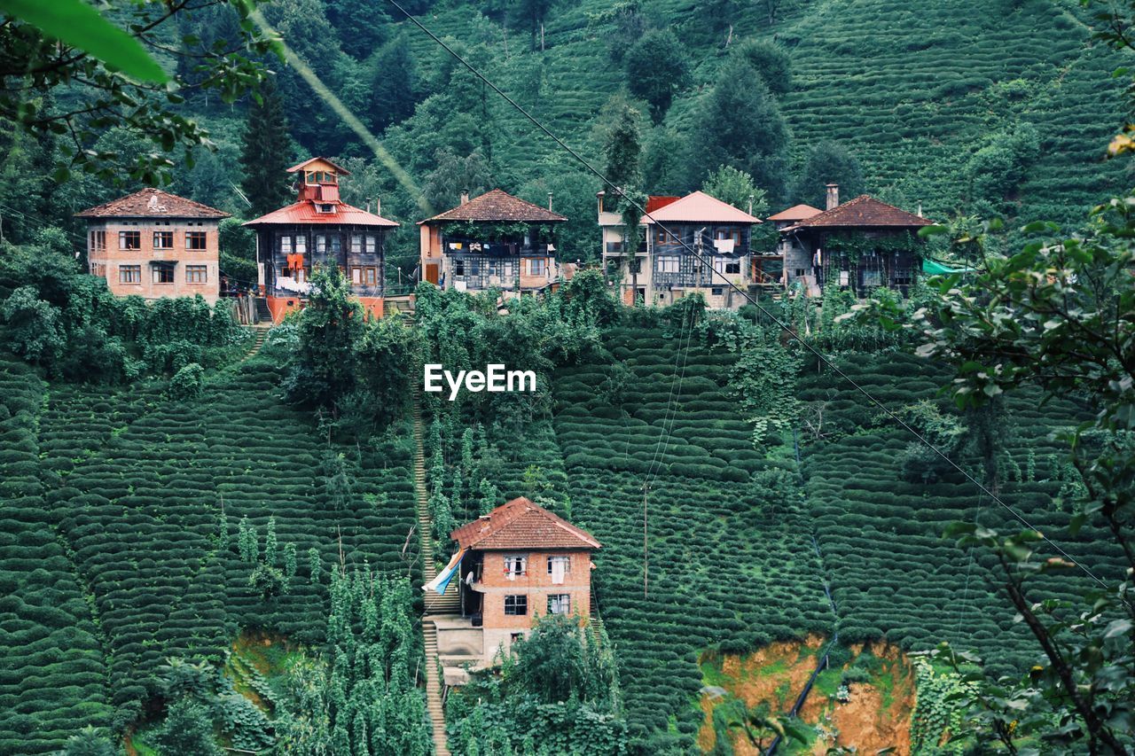 Houses by trees in village tea garden