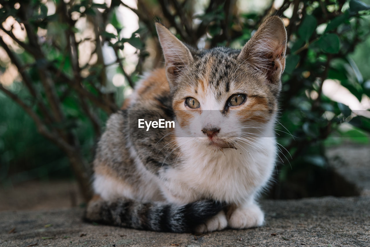 CLOSE-UP PORTRAIT OF CAT