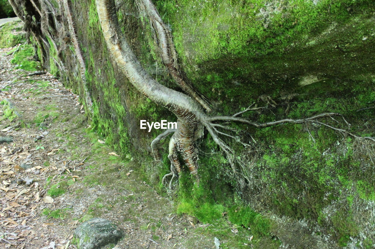 LIZARD IN FOREST