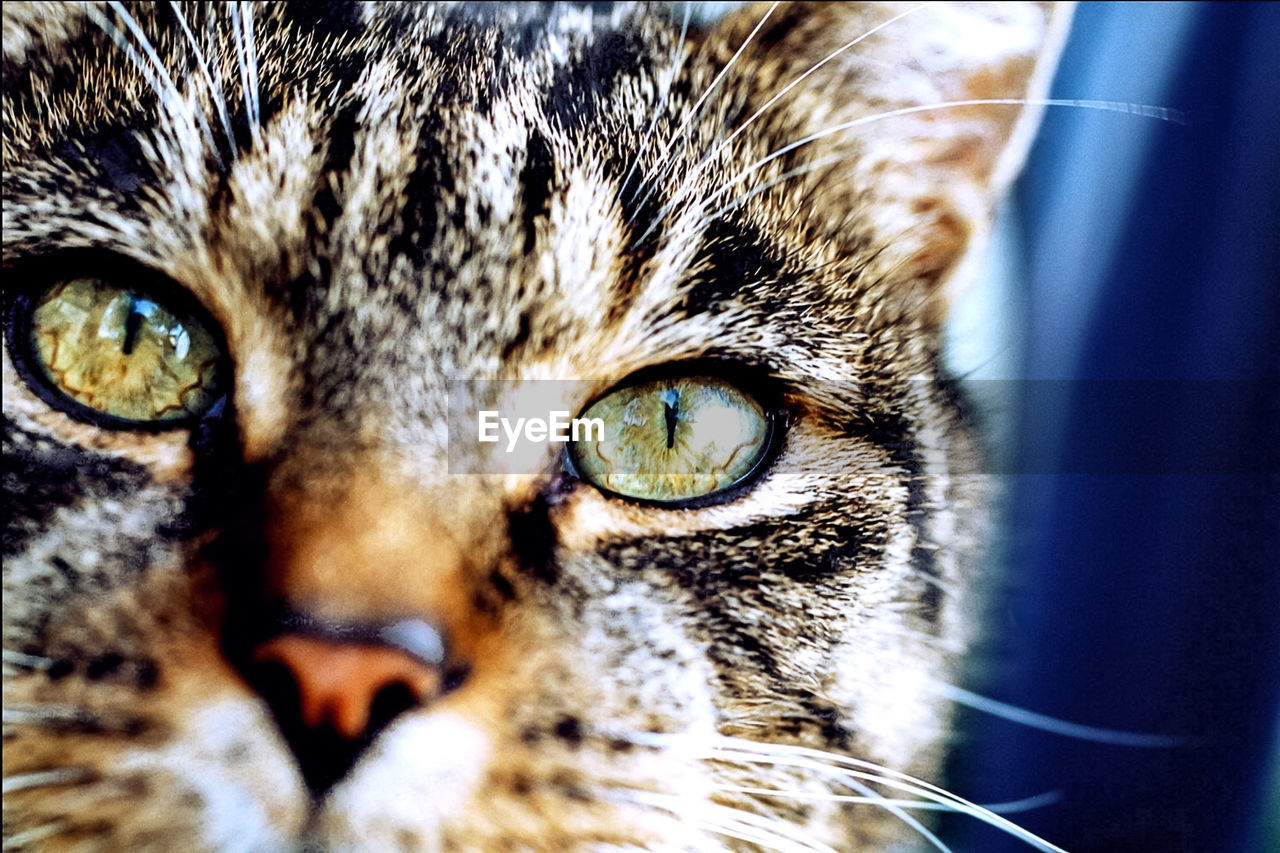 Headshot close-up of domestic cat