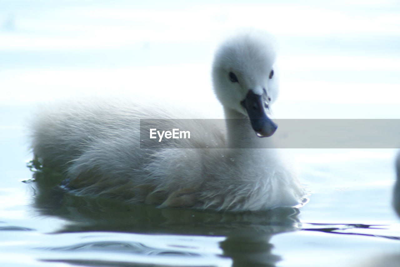 Close-up of swan swimming on lake