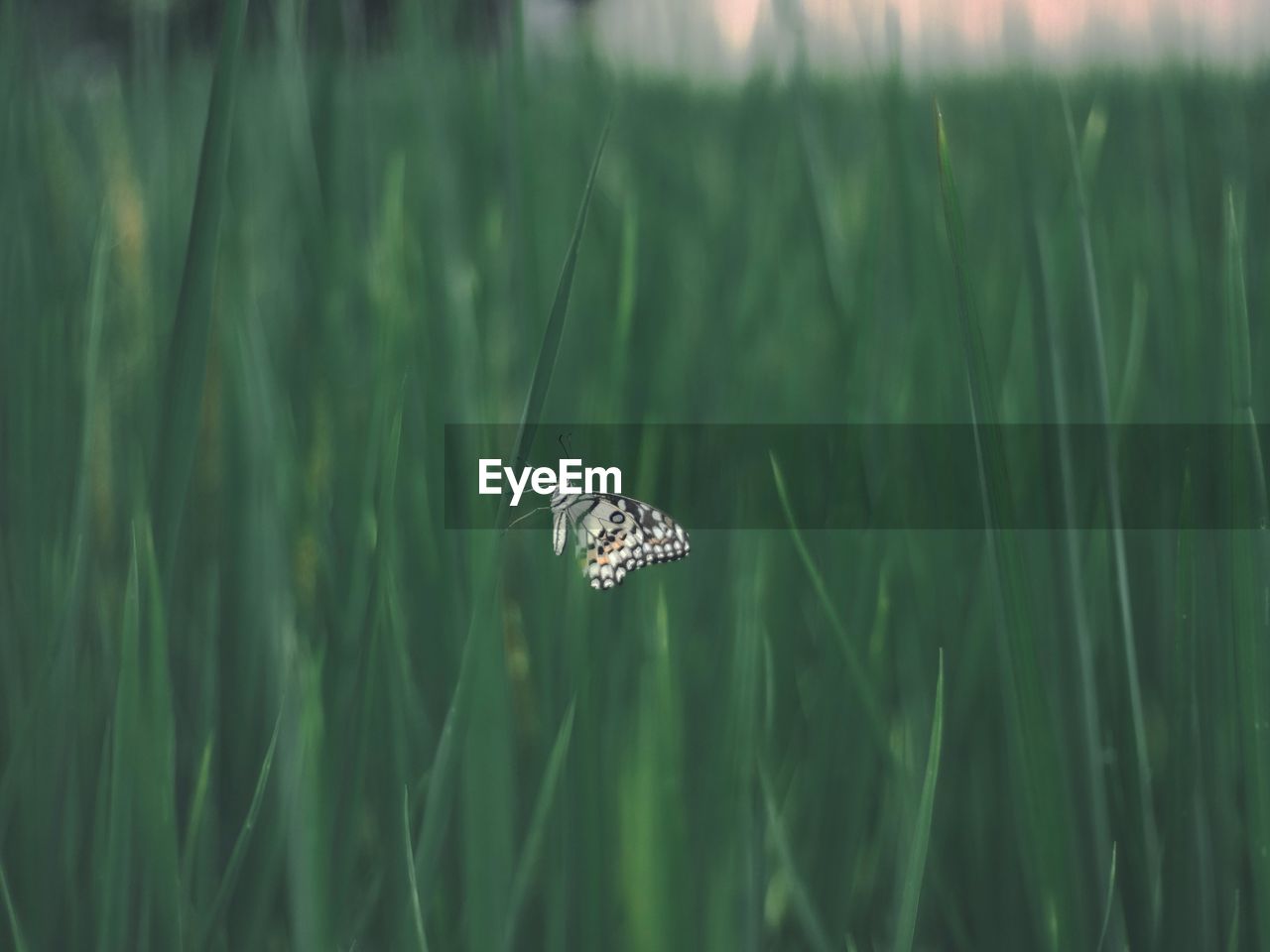 Close-up of butterfly on grass