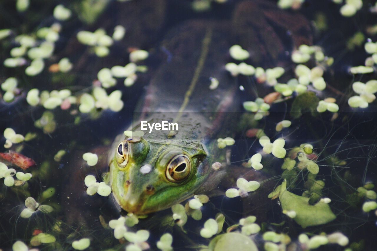Close-up of frog swimming in pond