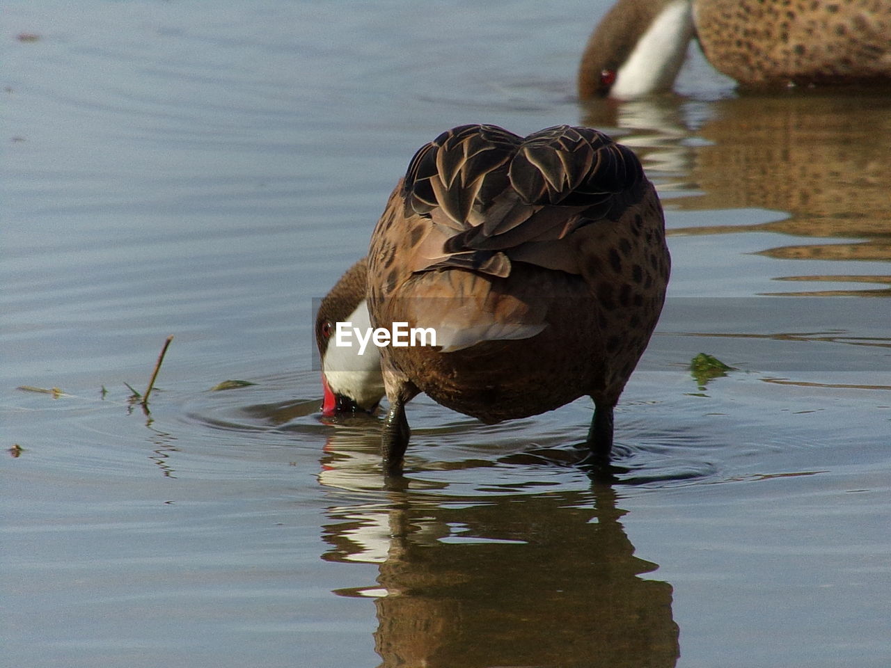 DUCK SWIMMING IN LAKE