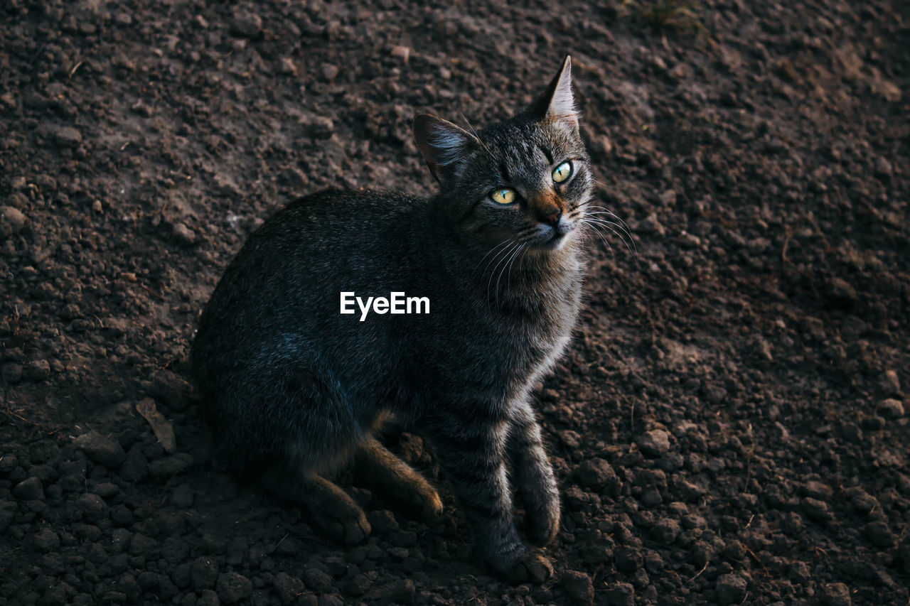 Cute grey cat with beautiful eyes . domestic feline