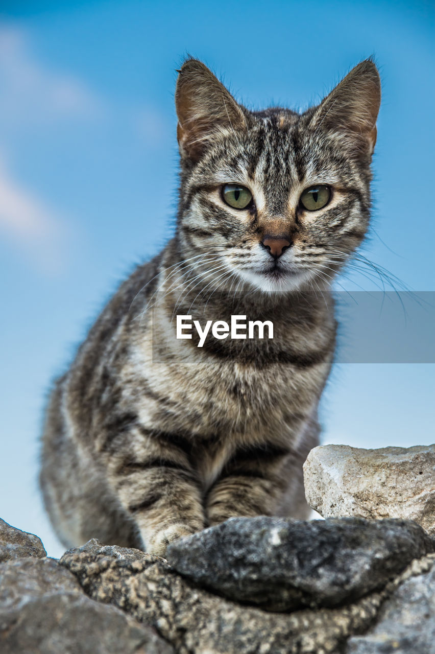 Portrait of cat sitting on rock