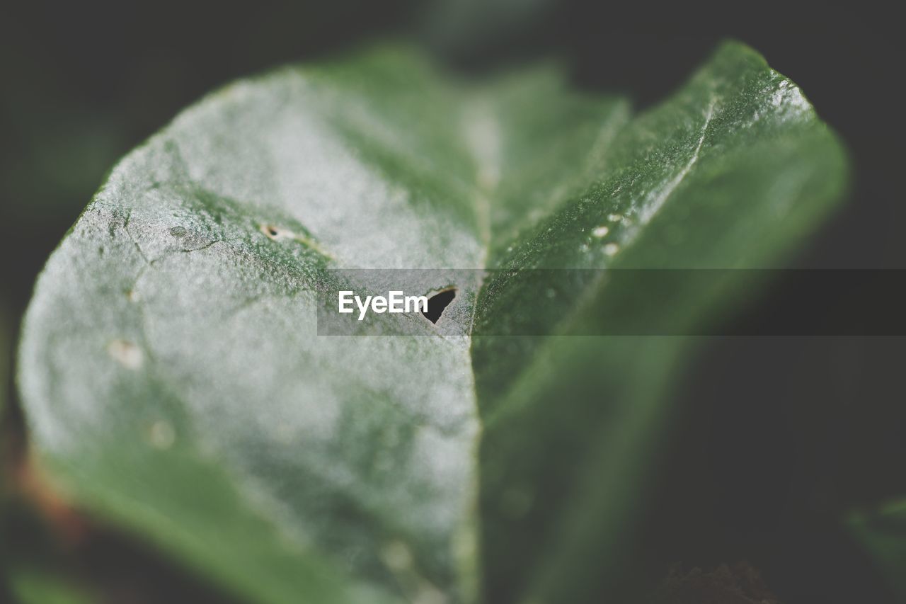 CLOSE-UP OF RAINDROPS ON PLANT LEAF