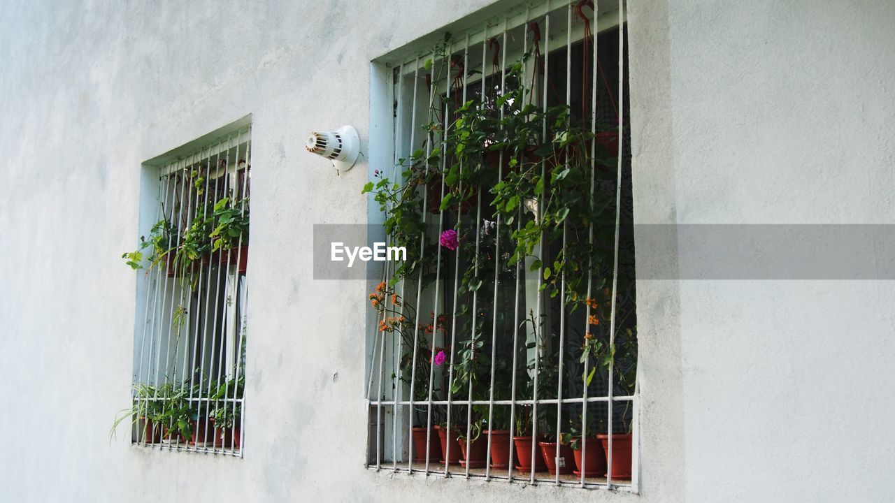 Window with potted plants