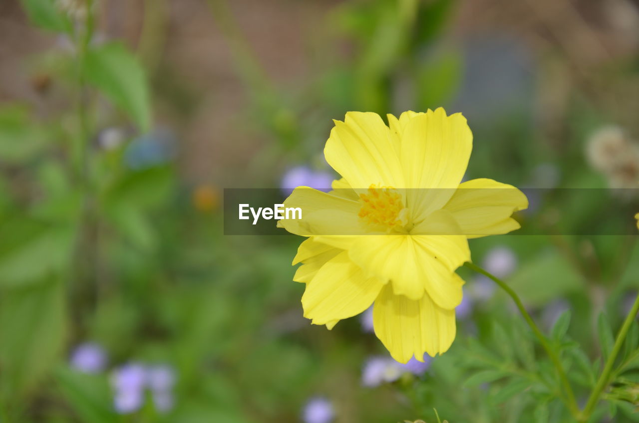 Close-up of yellow flower blooming outdoors