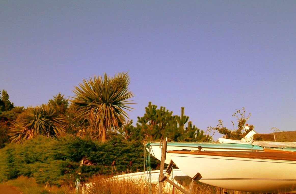 PALM TREES AGAINST CLEAR SKY