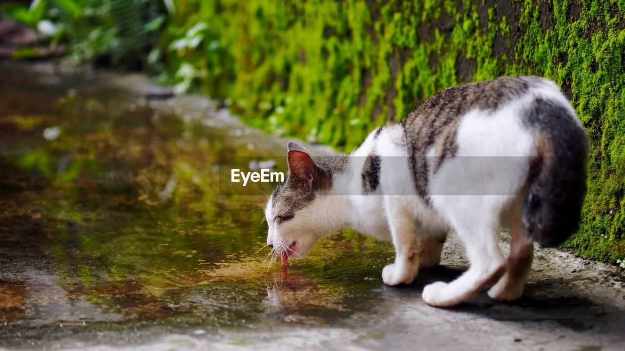 Side view of a cat drinking water