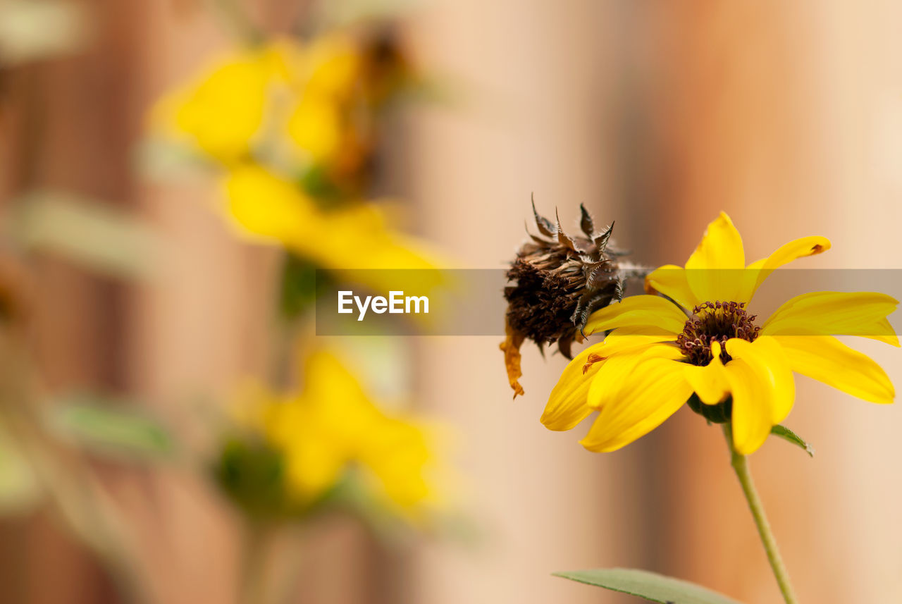 CLOSE-UP OF BEE POLLINATING FLOWER