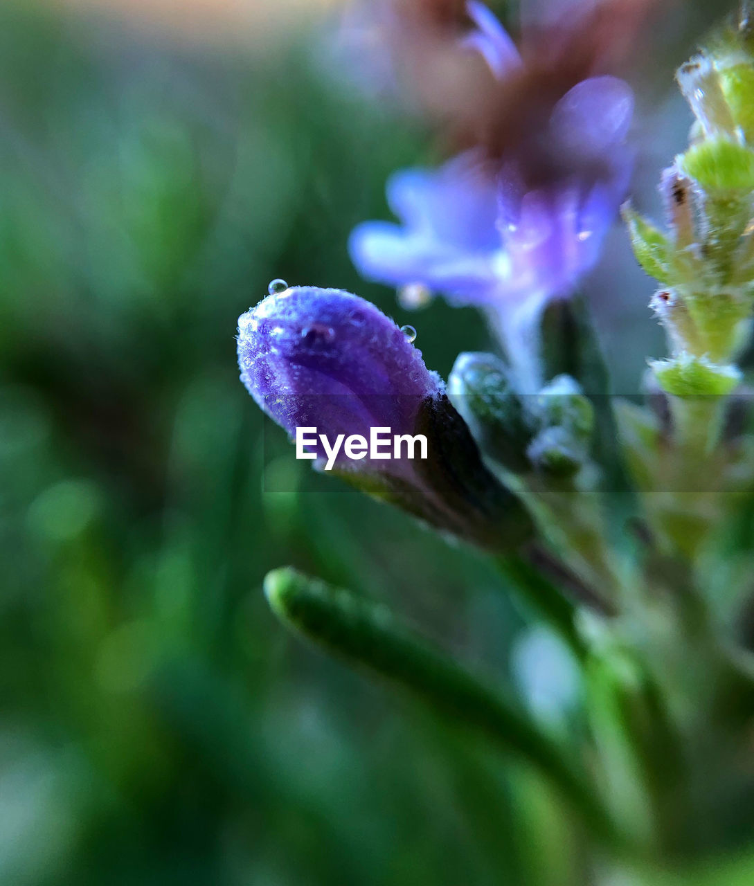 CLOSE-UP OF PURPLE FLOWERING PLANTS