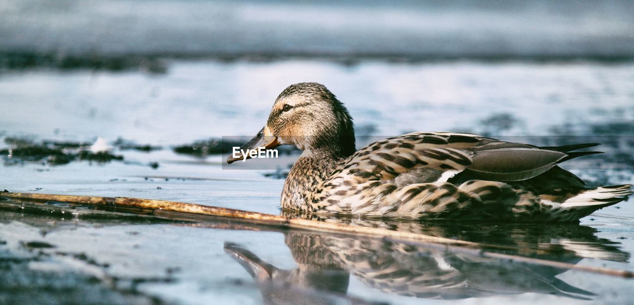 CLOSE-UP OF DUCKS SWIMMING ON LAKE