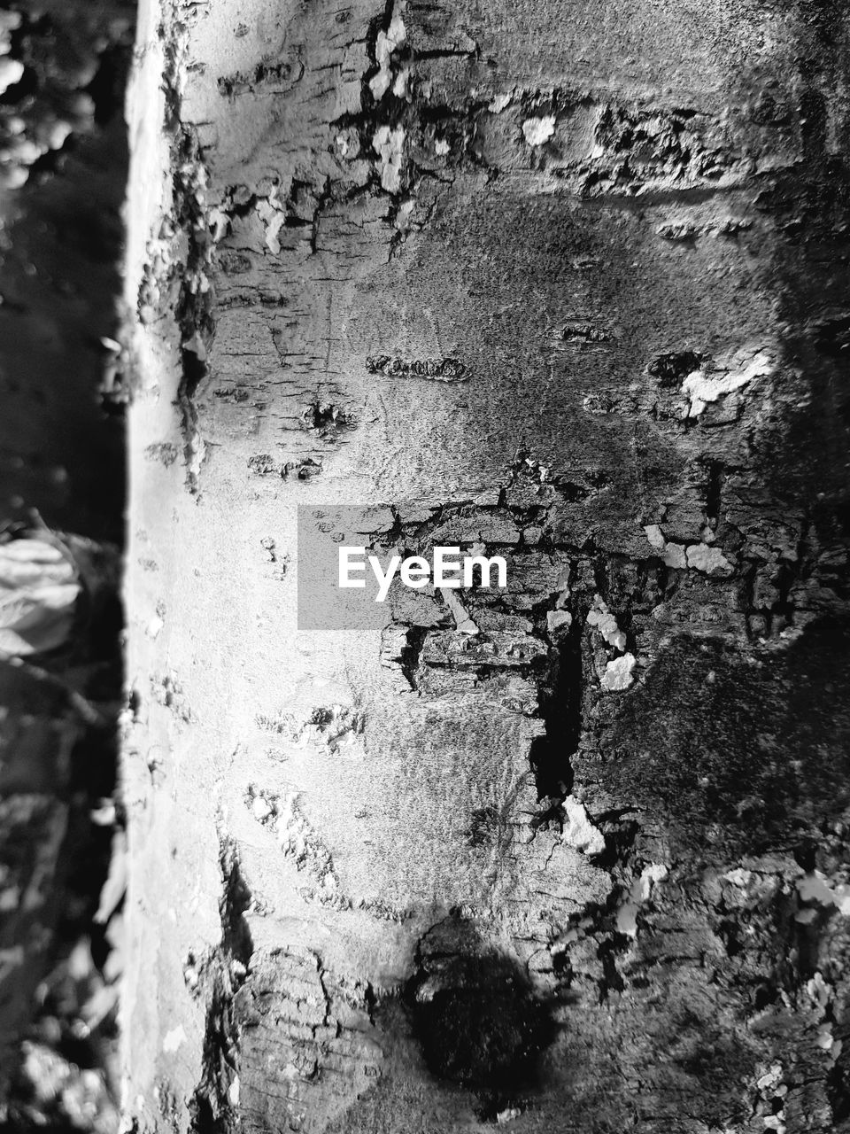 CLOSE-UP OF TREE TRUNKS