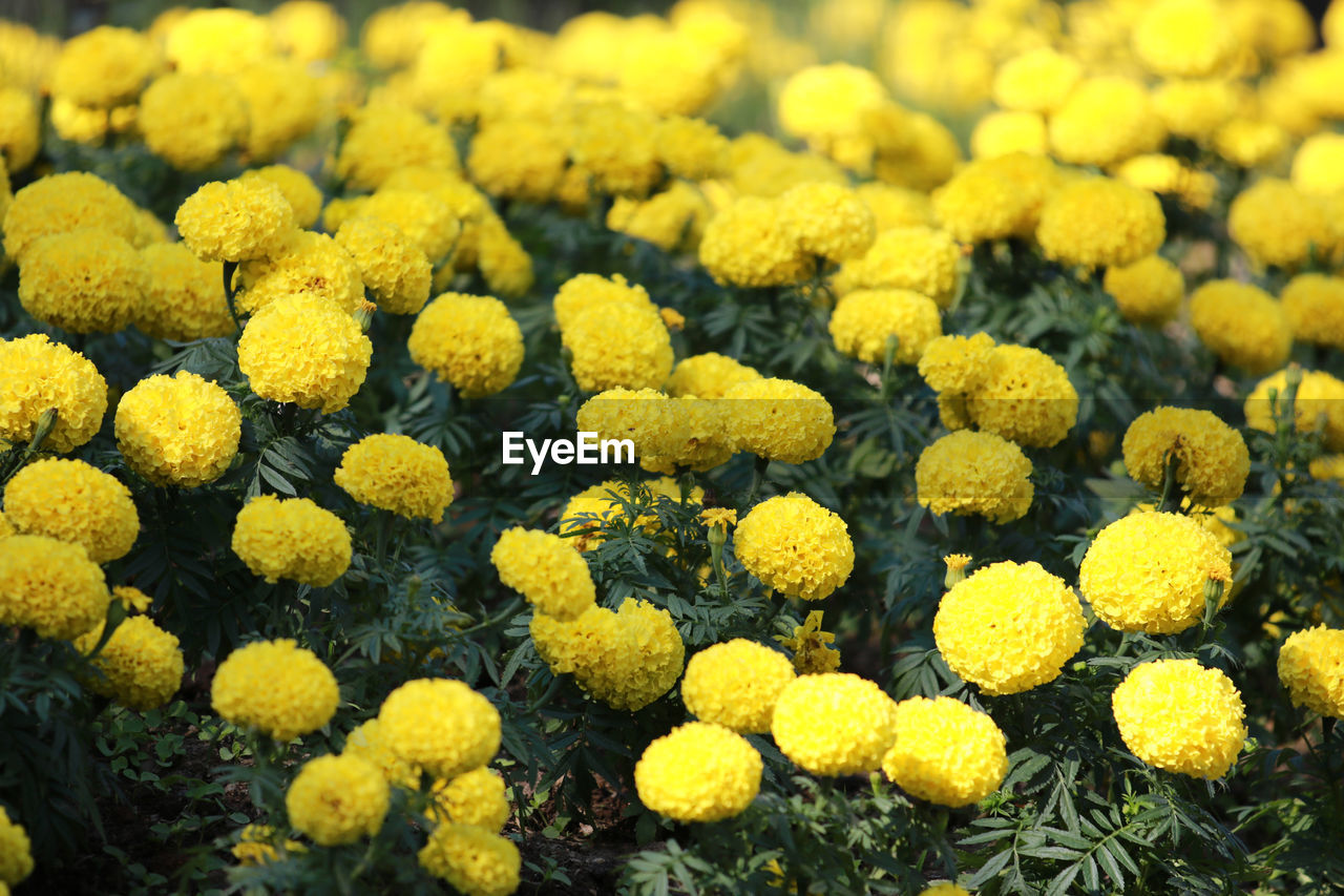 CLOSE-UP OF YELLOW FLOWERING PLANT