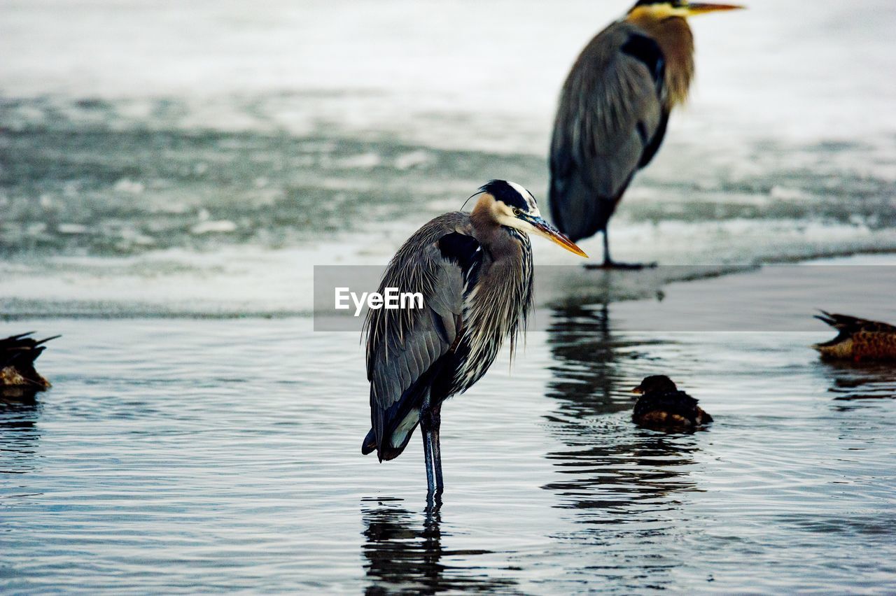 Birds in shallow water