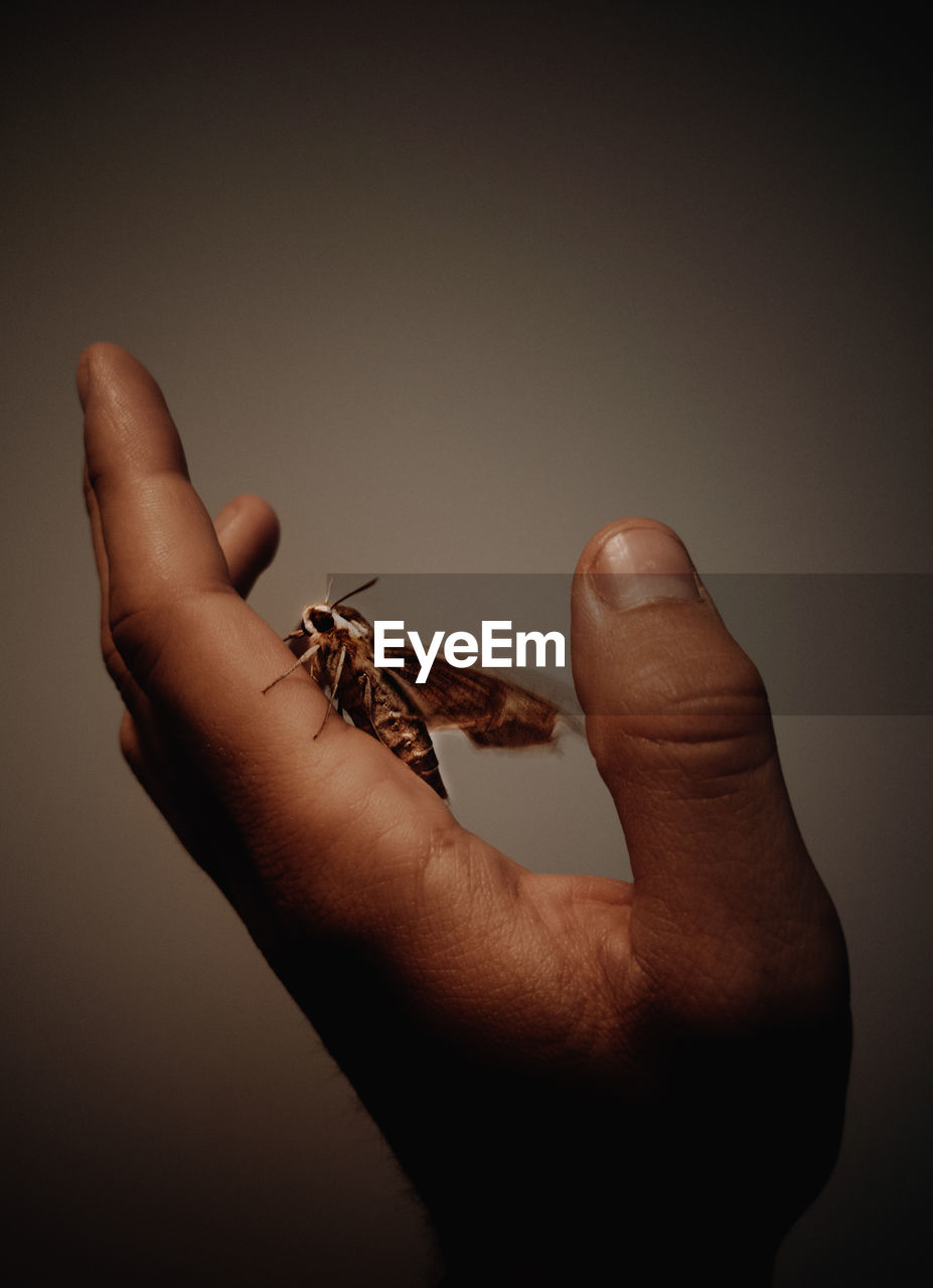 Close-up of hand holding insect