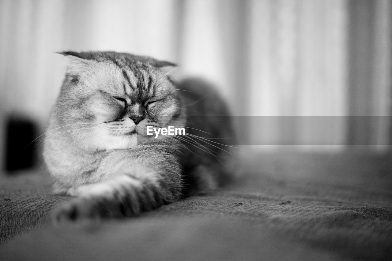 Close-up of cat with eyes closed