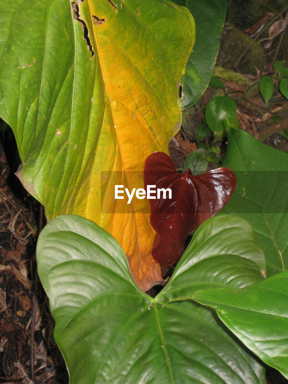 CLOSE-UP OF GREEN LEAVES